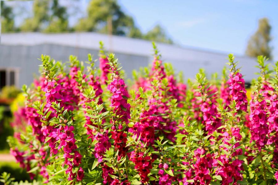 1 DAY CAN THO - AUTHENTIC CAI RANG - XEO QUYT FOREST - SA DEC FLOWER VILLAGE. HIB1DXS1