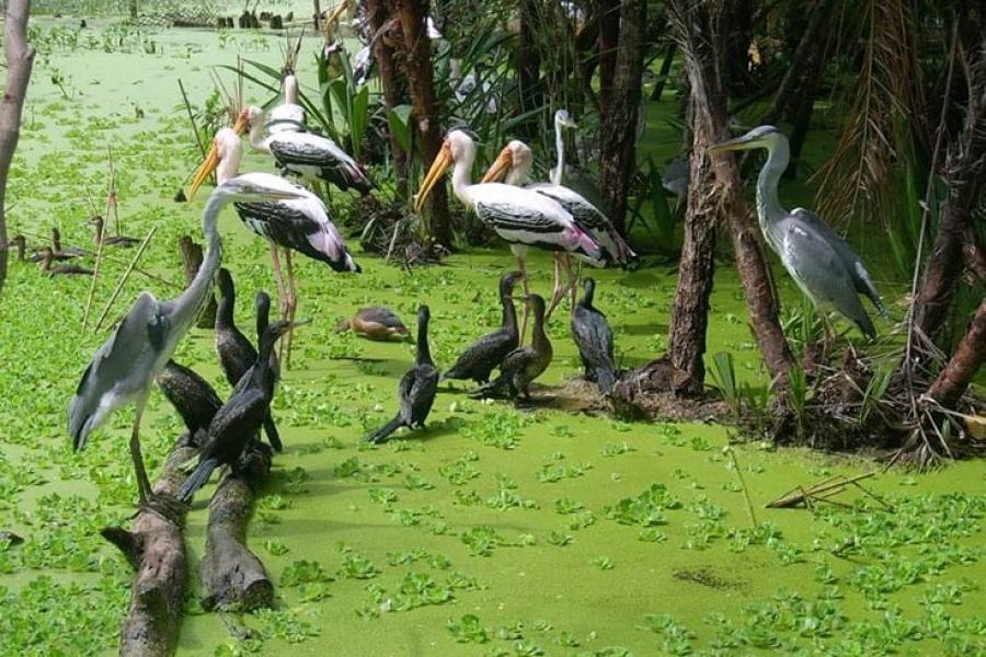1 DAY CAN THO-DONG THAP FOREST - BIRD NATIONAL PARK - HIB1DCTDT1