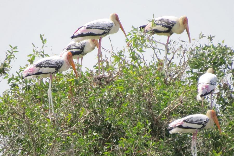 1 DAY CAN THO-DONG THAP UNIQUE TRIP - HIB1DCTDT2