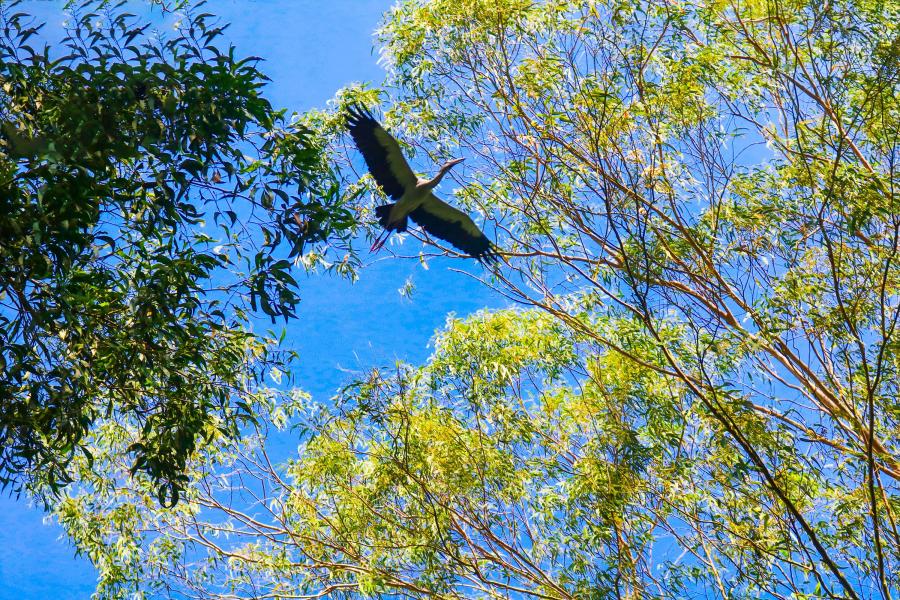 CAN THO - FLOATING MARKET - BIRD SANCTUARY .HIBHH1